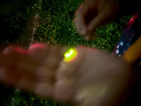 LINE_ALBUM_2026627 ほたるをみよう_260709_2