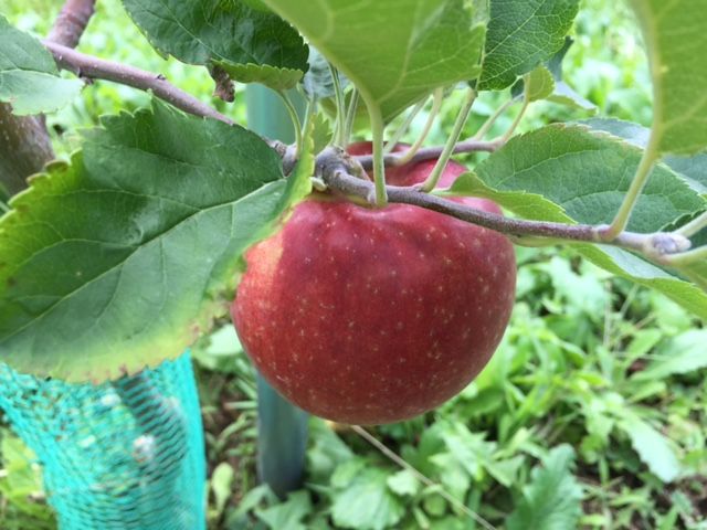 紅いわて 岩手7号 初収穫 たかおか農園のblog 紅いわて 岩手7号 初収穫 たかおか農園のblog