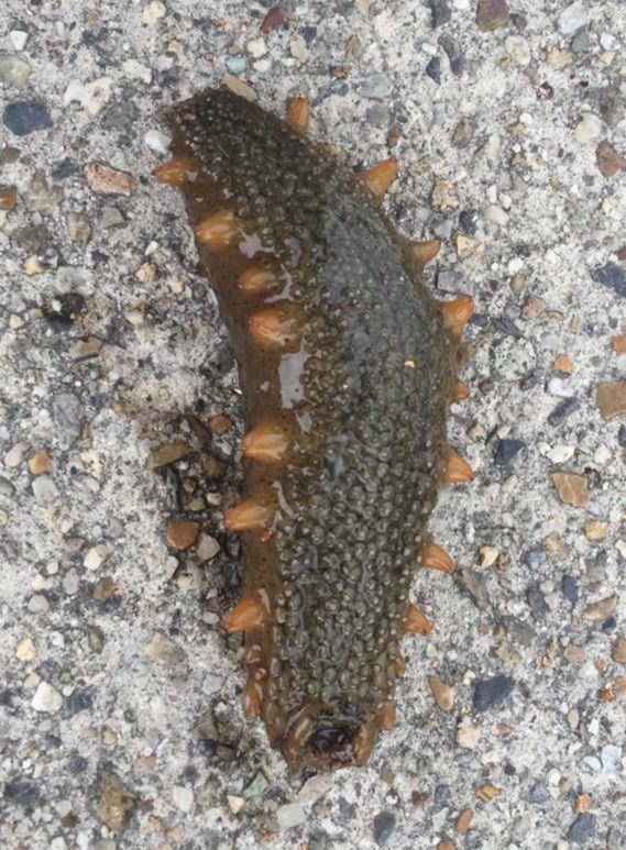 Tuckybook 海釣りしたらナマコが釣れた ぶきっちょな僕の挑戦 Tuckybook 海釣りしたらナマコが釣れた ぶきっちょな僕の挑戦