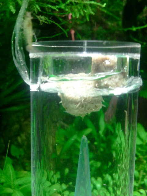 イトミミズを餌に実験 熱帯魚素人タカピン イトミミズを餌に実験 熱帯魚素人タカピン