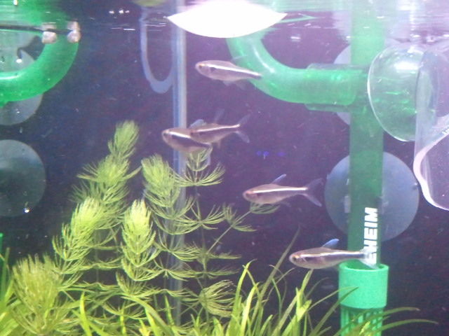 新しい仲間とエア噛み 熱帯魚素人タカピン