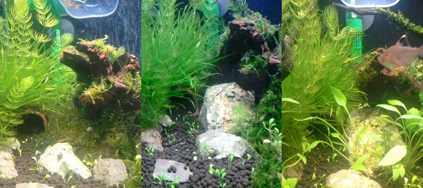 熱帯魚 熱帯魚素人タカピン 熱帯魚 熱帯魚素人タカピン