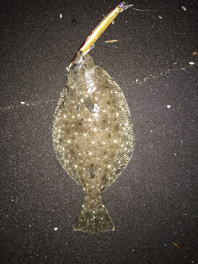 南房サーフ ヒラメキャッチ よほうが雨でも晴れる気がする