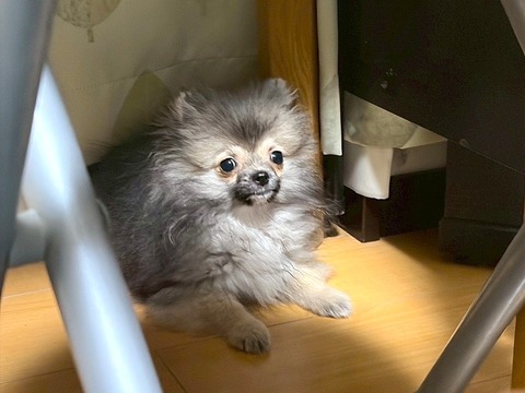 【宝塚市 ペット紹介】僕、タヌキじゃないよ！ポメラニアンのむいくんと新入りこまちゃん♪