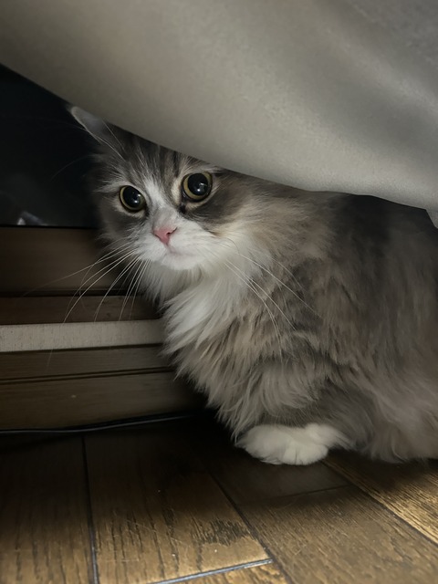 カーテンの裏が大好き