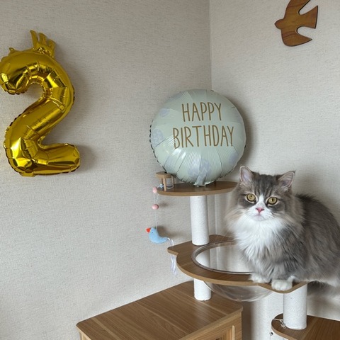 2歳です!
