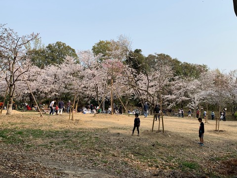 緑地公園さくら (3)