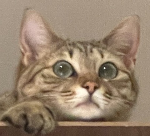 kiji1