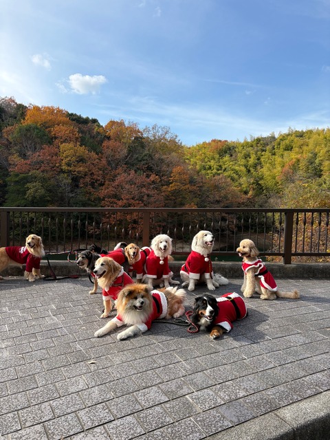 【Xmas】メリークリスマス、各スポットのクリスマスイルミネーションをお届けします♪