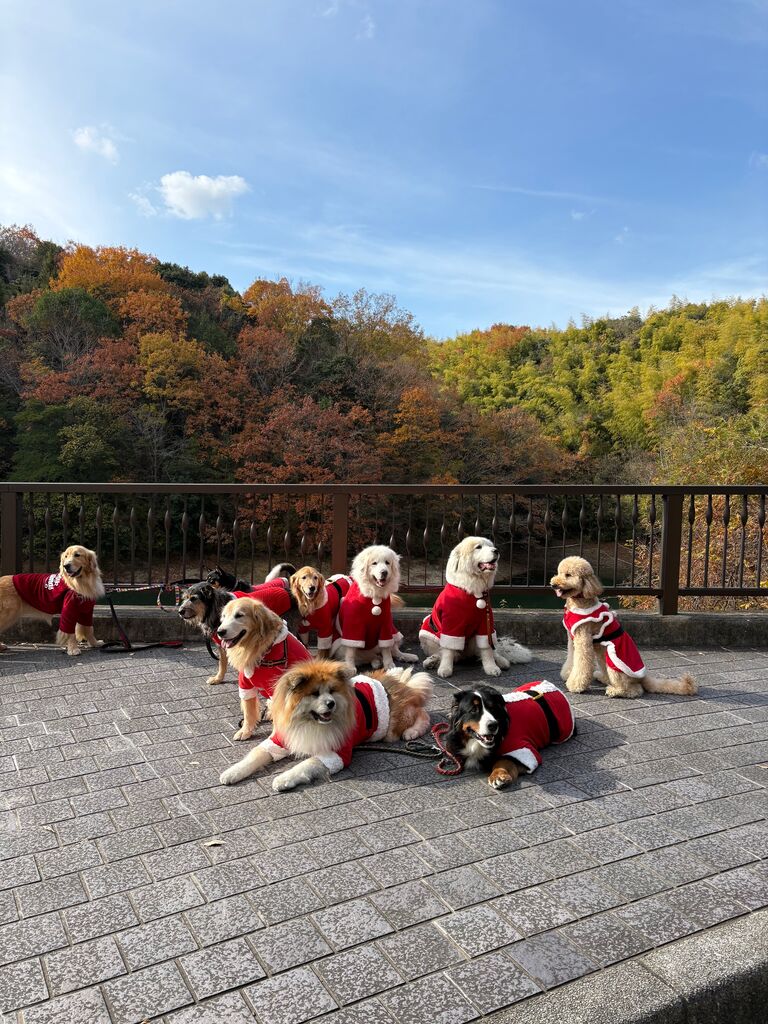 クリスマス　イルミネーション　メリークリスマス　スター 特大 LEDライト ネオンサイン 看板 メリークリスマス Merry Christmas