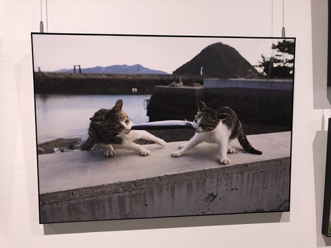 飛び猫展2022_0284