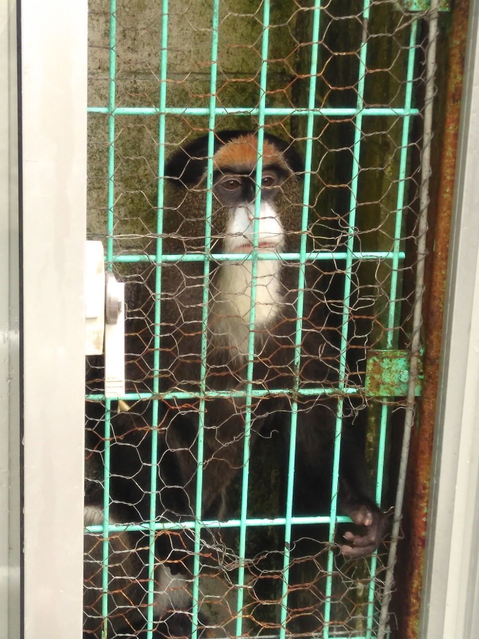 志村どうぶつ園に出てた モモタ に会える 福知山動物園に行ってみた 宝塚暮らしをもっと楽しもう 情報誌comipa 志村どうぶつ園に出てた モモタ に会える 福知山動物園に行ってみた 宝塚暮らしをもっと楽しもう 情報誌comipa