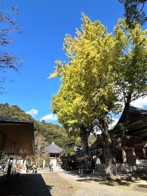 tree23