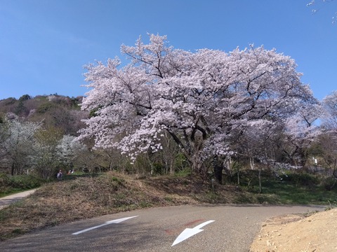 ソメイヨシノ