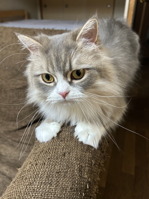 ソファーをガリガリするのがお仕事