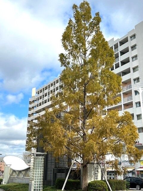 tree1