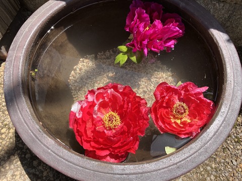 長谷牡丹園_4119