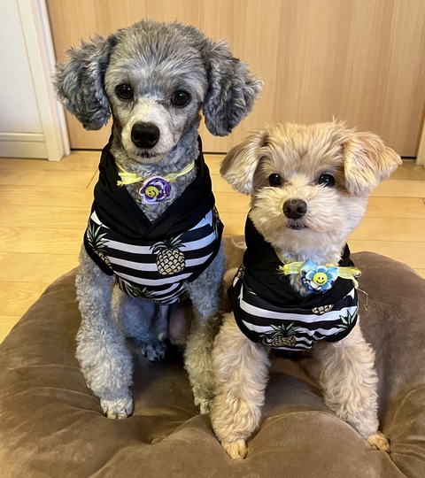 コタレオのママさん_7323