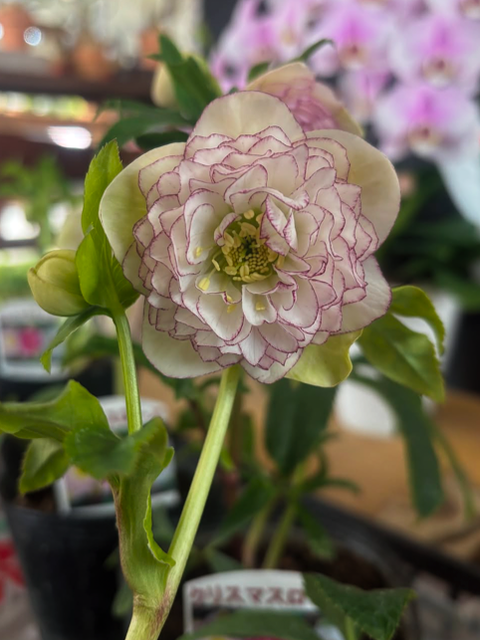 rose4
