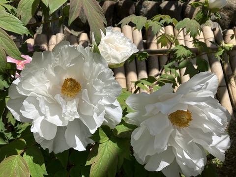 長谷牡丹園_4128