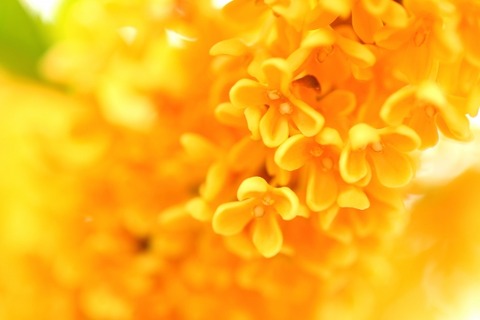 ラッキーエースさんキンモクセイ1