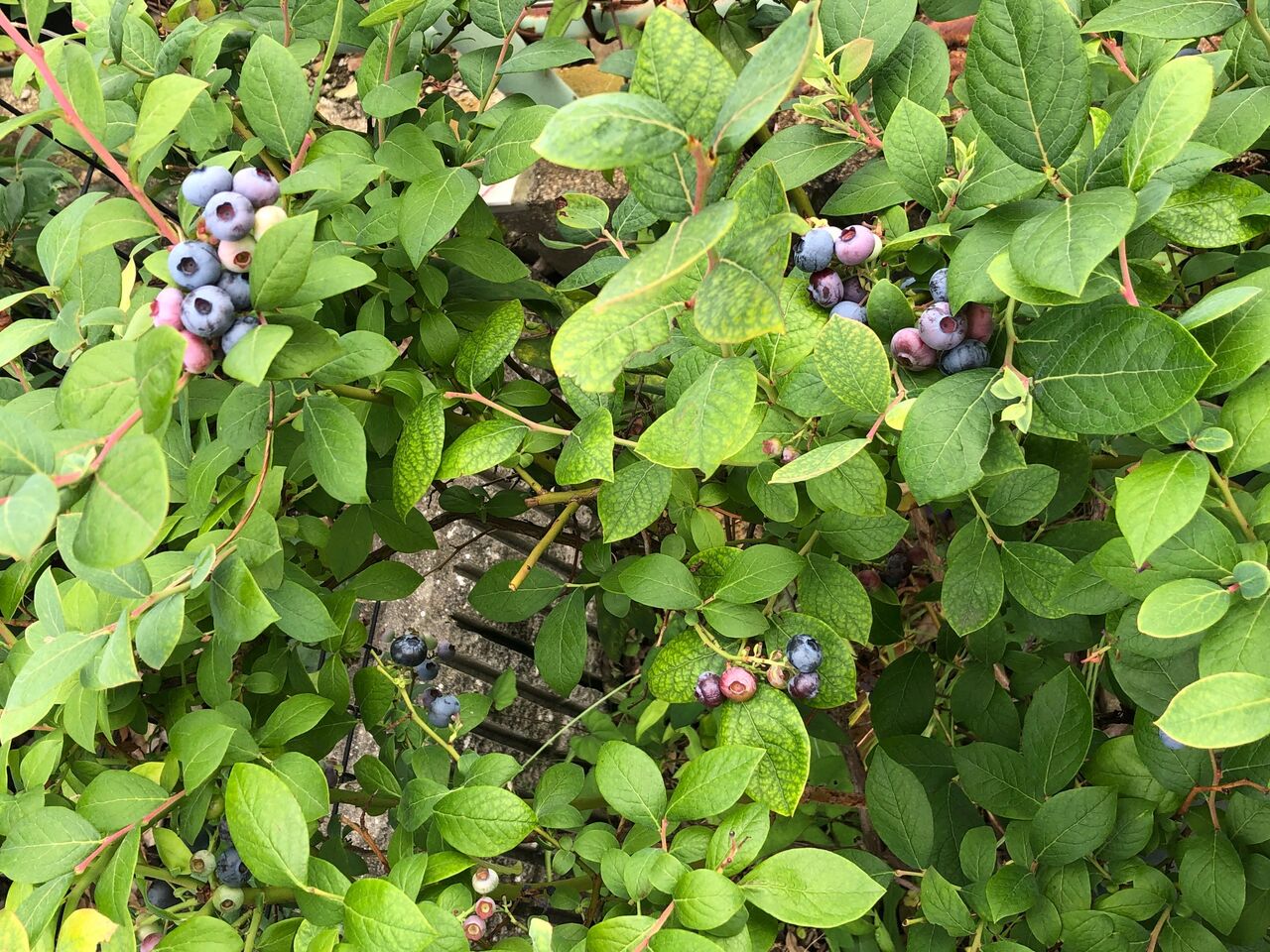 超個人ネタ ブルーベリーがちょこっと収穫できました 宝塚コミパ通信