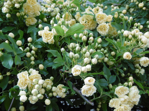 P1040080