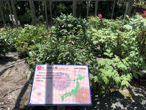 長谷牡丹園_0911