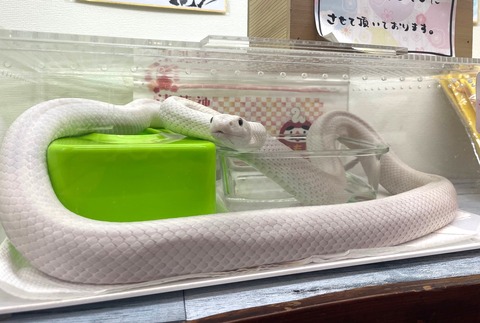 【白蛇企画】 84116-245-