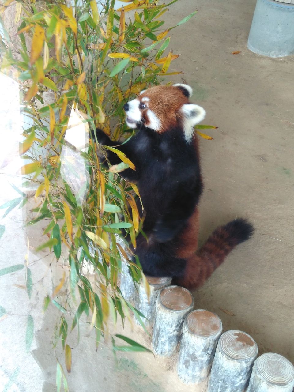 志村どうぶつ園に出てた モモタ に会える 福知山動物園に行ってみた 宝塚暮らしをもっと楽しもう 情報誌comipa 志村どうぶつ園に出てた モモタ に会える 福知山動物園に行ってみた 宝塚暮らしをもっと楽しもう 情報誌comipa