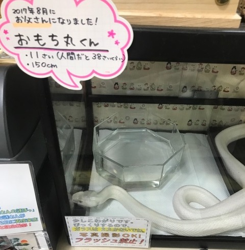 おもちまる君