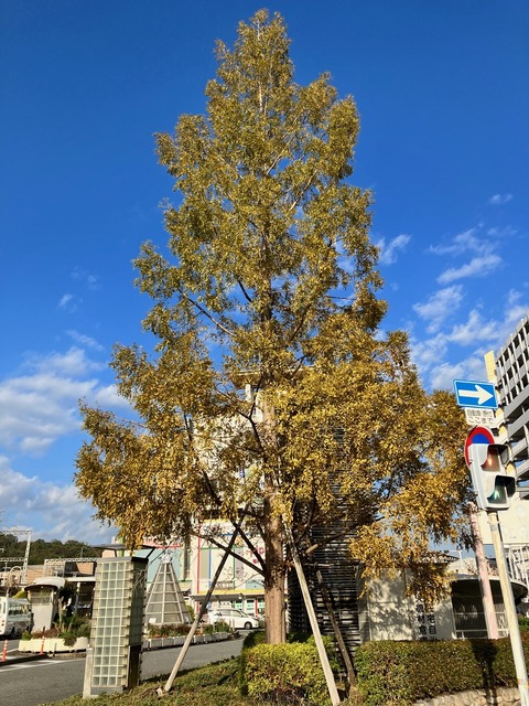 IMG_5509