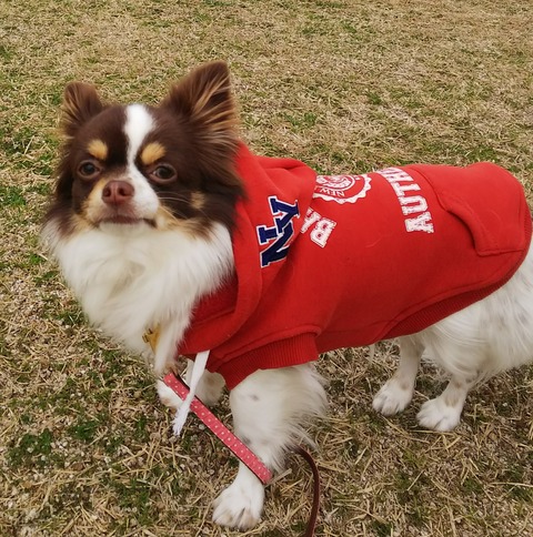 チワワのモカ①