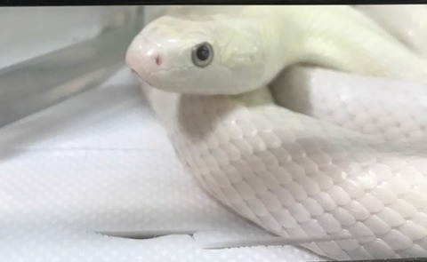 へびアップ