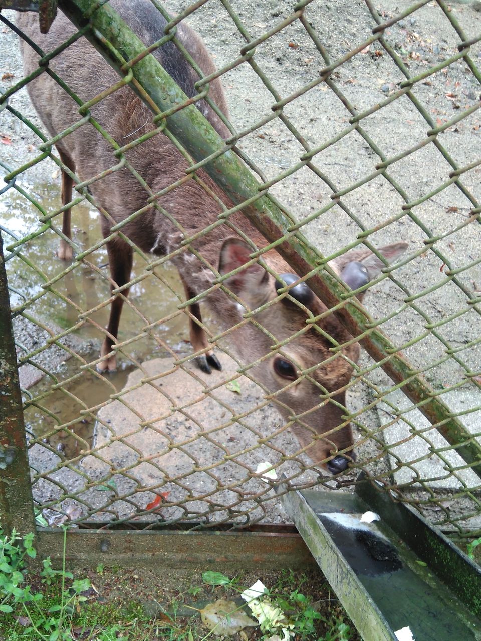 志村どうぶつ園に出てた モモタ に会える 福知山動物園に行ってみた 宝塚コミパ通信