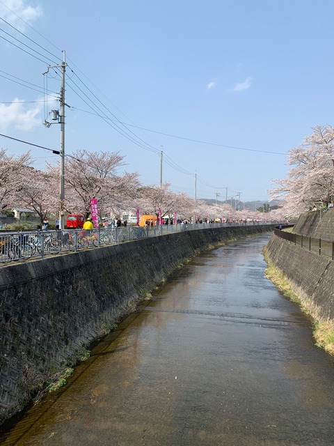 猪名川さくらまつり (2)