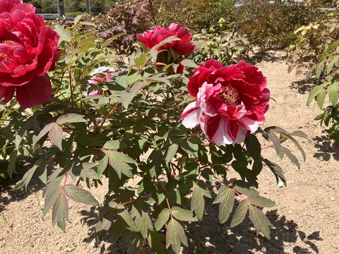 長谷牡丹園_4122