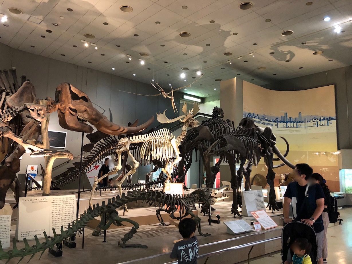 昆虫展開催中 大阪市立自然史博物館in長居公園 宝塚暮らしをもっと楽しもう 情報誌comipa 昆虫展開催中 大阪市立自然史博物館in長居公園 宝塚暮らしをもっと楽しもう 情報誌comipa