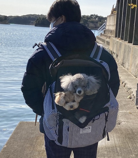 コタレオのママさん_1652