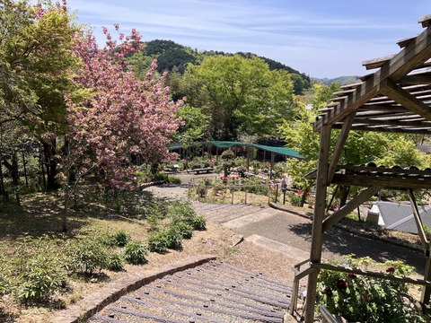 長谷牡丹園_4129