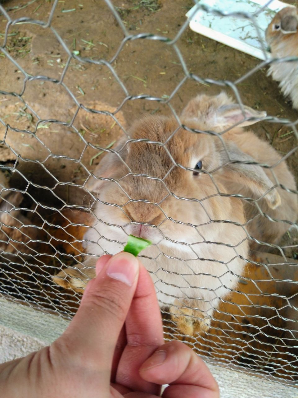 志村どうぶつ園に出てた モモタ に会える 福知山動物園に行ってみた 宝塚暮らしをもっと楽しもう 情報誌comipa 志村どうぶつ園に出てた モモタ に会える 福知山動物園に行ってみた 宝塚暮らしをもっと楽しもう 情報誌comipa