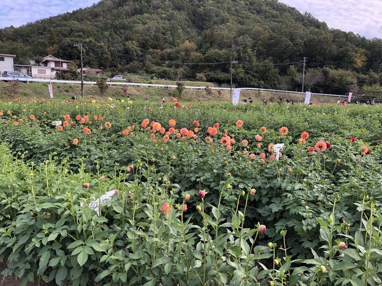 大輪の花が美しい 宝塚ダリア園に行ってきました 宝塚暮らしをもっと楽しもう 情報誌comipa