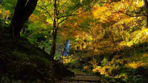 紅葉山道