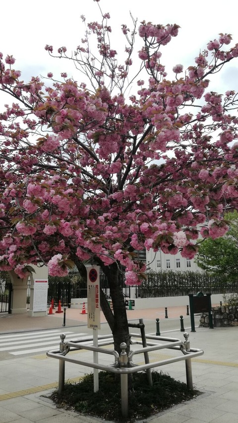 八重桜