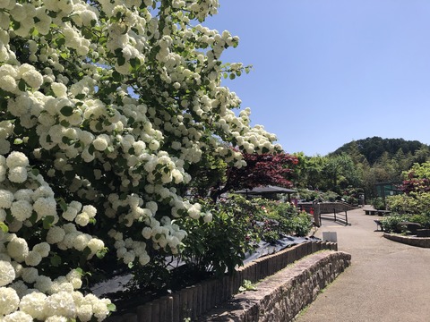 長谷牡丹園_0904