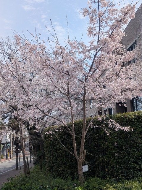 雲雀丘花屋敷駅前の荘川桜（2016年植樹）