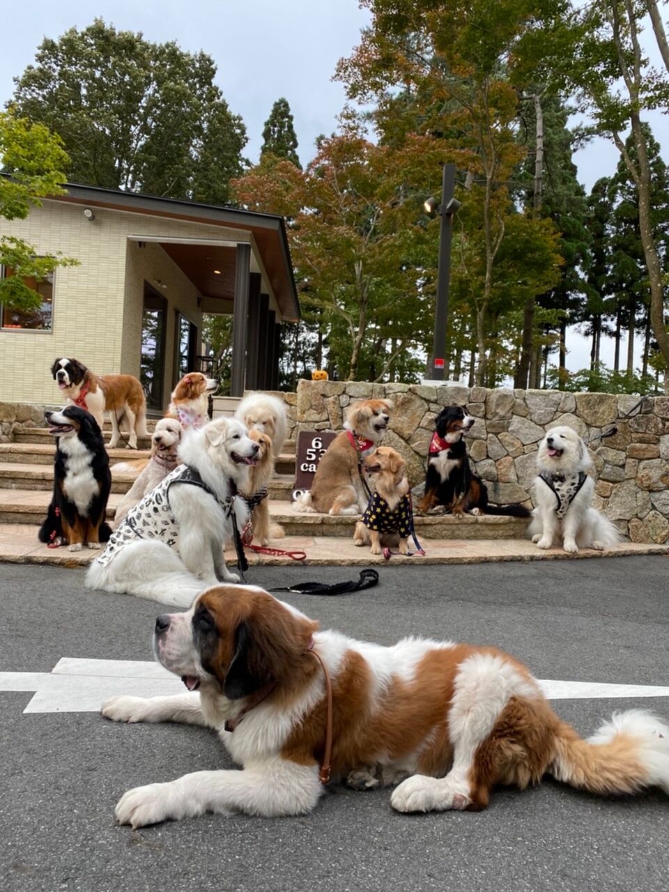 六甲山でレジャー 愛犬と満喫できる ホテル神戸六甲迎賓館 と 653カフェ にいってきました 宝塚暮らしをもっと楽しもう 情報誌comipa