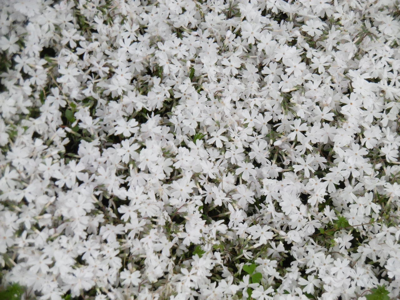 花がいっぱい これなんだ の花クイズ 宝塚暮らしをもっと楽しもう 情報誌comipa