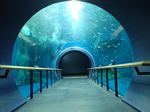 水族展示室_メイン_トンネル水槽2