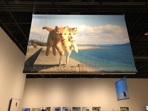 飛び猫展2022_0279